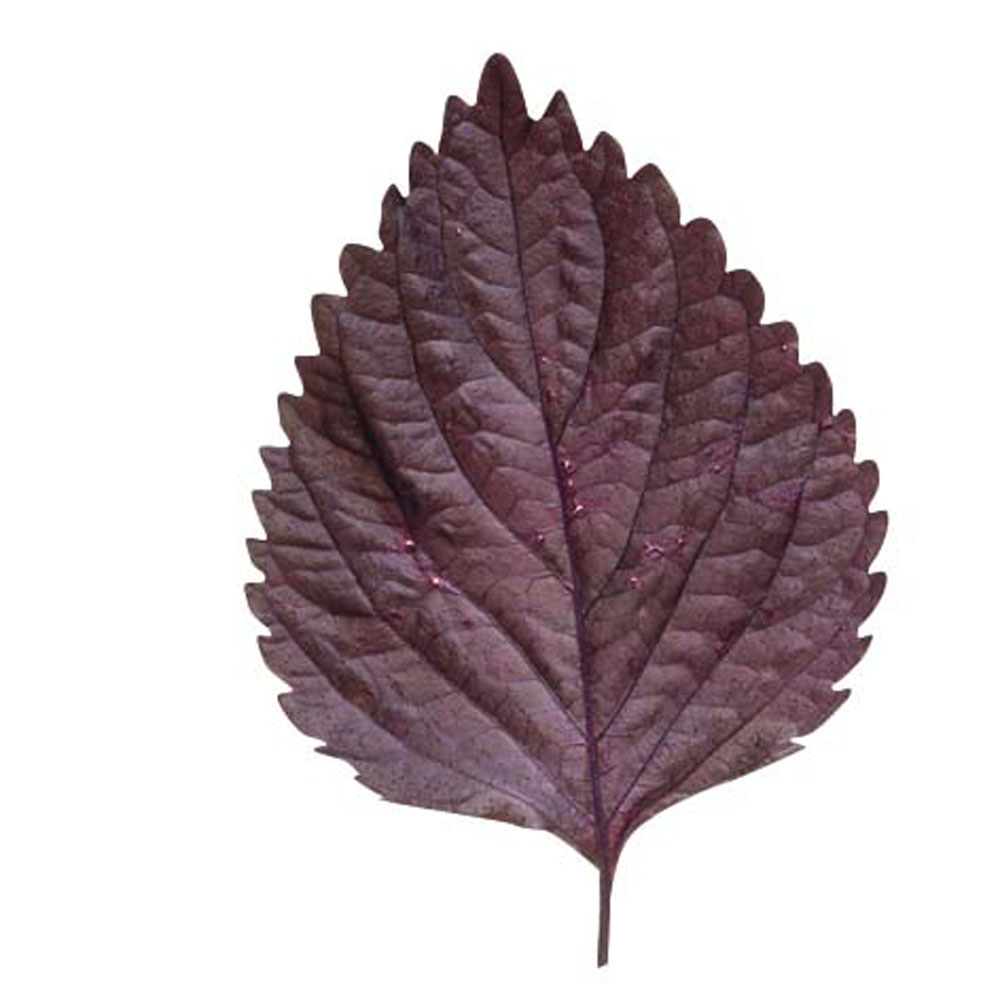 Purple Shiso for Infusing (Large Leaf) - Westlands UK